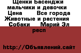 Щенки Басенджи ,мальчики и девочки › Цена ­ 1 - Все города Животные и растения » Собаки   . Марий Эл респ.